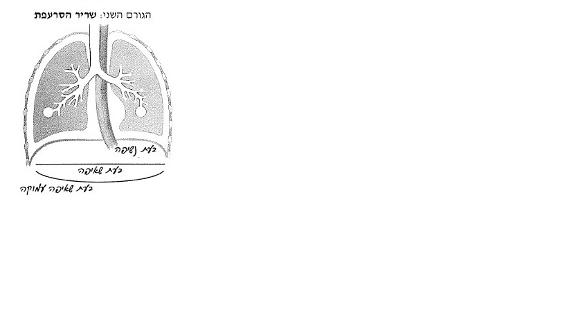 הגורם השני: שריר הסרעפת